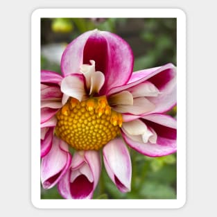 Pink Perfect Dahlia Sticker